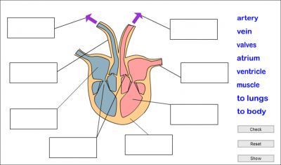 PARTS OF THE HEART