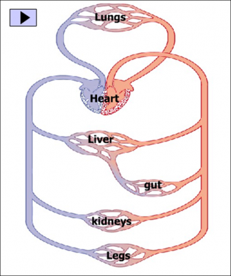 CIRCULATION