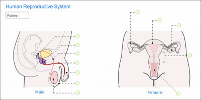 HUMAN REPRODUCTIVE SYSTEM