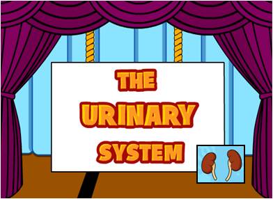 THE URINARY SYSTEM