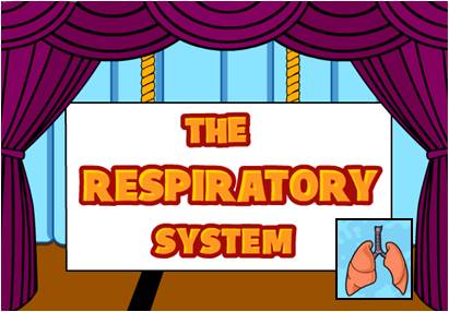 HOW DO OUR LUNGS WORK?