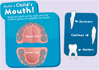 ALL ABOUT OUR TEETH AND MOUTH!